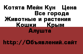 Котята Мейн Кун › Цена ­ 15 000 - Все города Животные и растения » Кошки   . Крым,Алушта